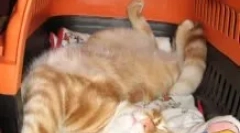 A dormit pentru pisici: cum să navigați în preparate